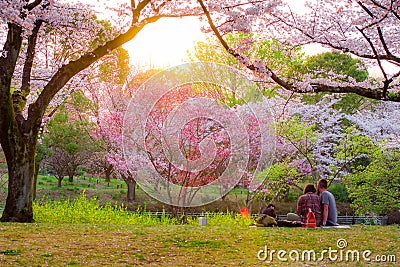 The romantic view of Sakura blooming Editorial Stock Photo