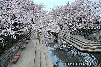 Romantic walkway beneath pink cherry blossoms Sakura Namiki along a small river bank in Fukiage City, Konosu, Saitama, Japan Stock Photo