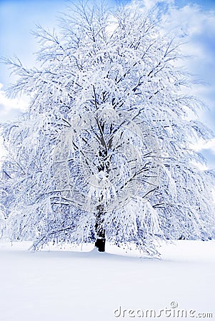 Romantic winter Stock Photo