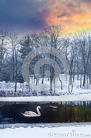 Romantic winter landscape with snow, swam, trees and river in sunset sunrise time Stock Photo