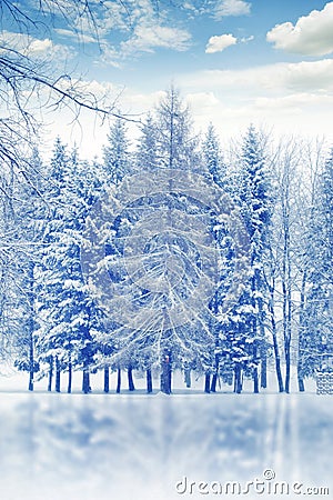 Romantic winter with snowy trees spruces and reflections on icy lake Stock Photo