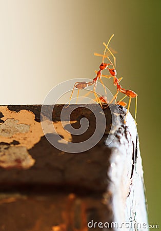 Romantics red ant Stock Photo