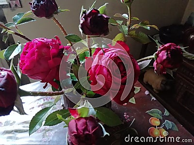 Romantique red English roses for love Stock Photo