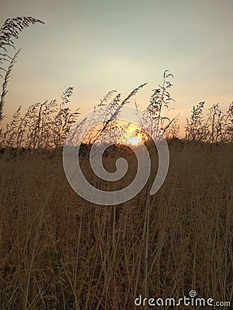 Romantis sunset view on grassland Stock Photo