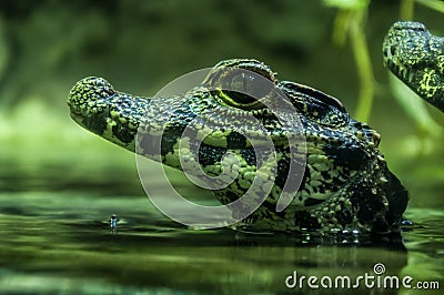 Dwarf crocodile at Bioparco Stock Photo