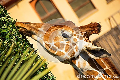 Rome, Italy - May 31, 2018: Giraffe eat grass from feeders. Bioparco zoo at Villa Borghese in Rome. Public zoological park in the Editorial Stock Photo