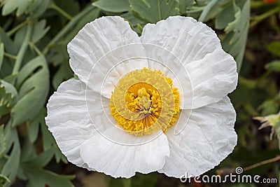 Close up of single white flower of Romneya coulteri Coulter`s Matilija poppy; California tree poppy; California poppy. Stock Photo