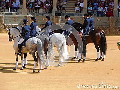 Thoroughbred horses in Ronda bullring, Andalusia Editorial Stock Photo