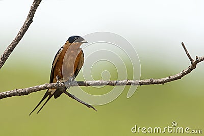 Roodborstzwaluw, Rufous-chested Swallow, Cecropis semirufa Stock Photo