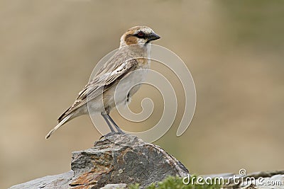 Roodhalssneeuwvink, Rufous-necked Snowfinch, Pyrgilauda ruficollis Stock Photo