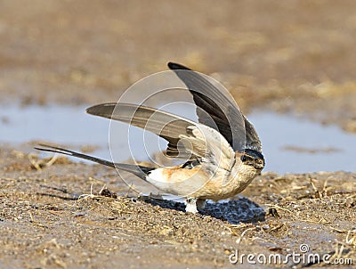 Roodstuitzwaluw, Red-rumped Swallow, Cecropis daurica Stock Photo