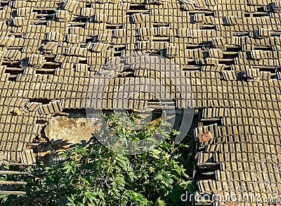 Roof collapsing with a tree emerging Stock Photo