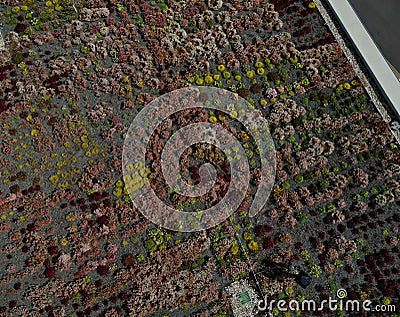 the roof of a garden house or cottage with a flat, undemanding green Stock Photo