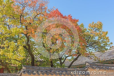 Roof of Gyeongbukgung and Maple tree in autumn in korea. Stock Photo
