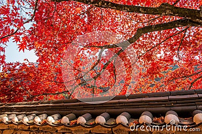 Roof of Gyeongbukgung and Maple tree in autumn. Stock Photo