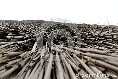 The roof of a reed never flows Stock Photo