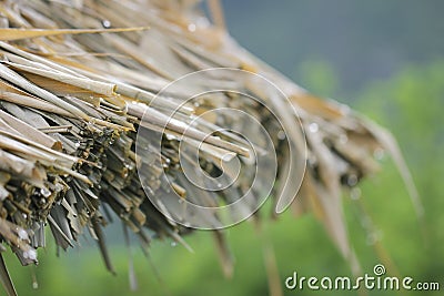 The roof of reeds close-up. Stock Photo