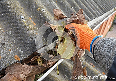 Roofer Hand Cleaning Rain Gutter from Leaves in Autumn. Roof Gutter Cleaning from Fallen Leaves. House Gutter Cleaning Stock Photo
