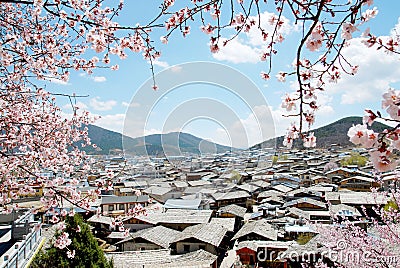 Rooftop and cherry blossom branch view of Shangrila Old town , Shangri-la , Zhongdian , Yunnan province , China - Traditional Arch Stock Photo