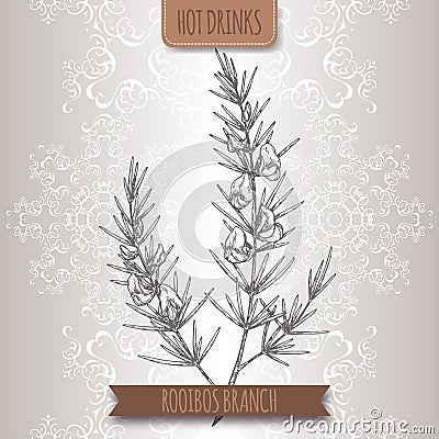 Rooibos aka Aspalathus linearis branches with leaves and flowers. Vector Illustration