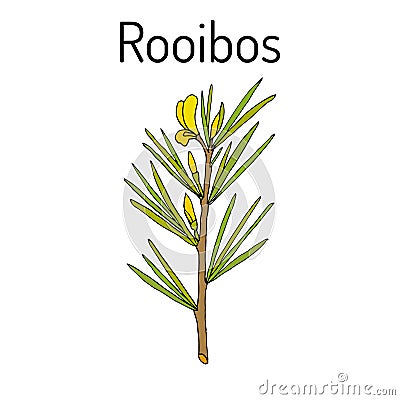 Rooibos Aspalathus linearis , or bush tea plant Vector Illustration