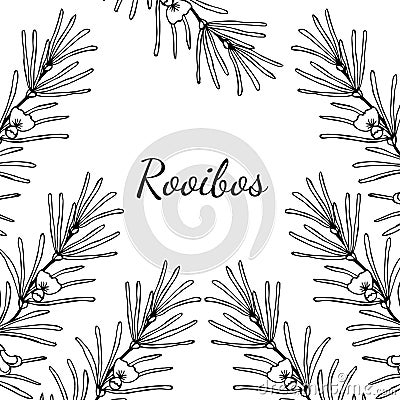 Rooibos, Square banner Vector Illustration