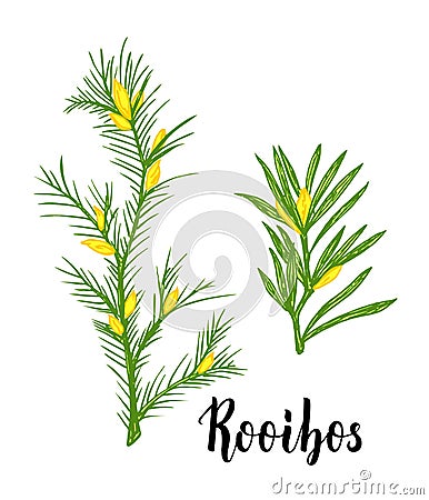 Rooibos tea plant, leaf, flower. Branch of rooibos Hand drawn color sketch illustration, line art. African rooibos tea Vector Illustration