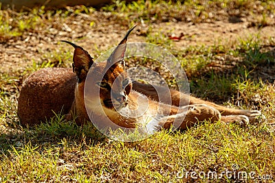 Rooikat lying and baking in the sun Stock Photo