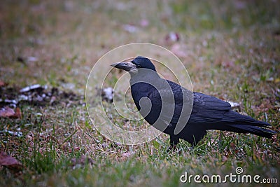 Rook bird Stock Photo