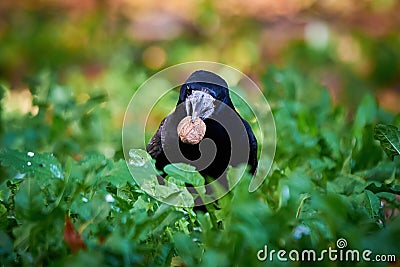 Rook bird with walnut in his beak Stock Photo