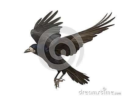 Rook, Corvus frugilegus, 3 years old, flying Stock Photo