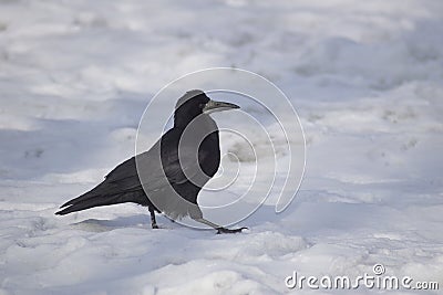 Rook (Corvus frugilegus) Stock Photo