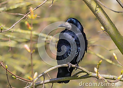 Rook - Corvus frugilegus with iridescent plumage perched in a tree. Stock Photo