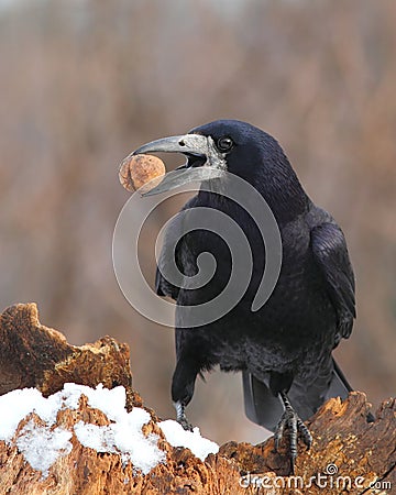 Rook with a nut in the beak 2. Stock Photo