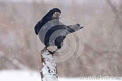 Rook stands on top of a snow covered snag or trunk in snow storm Stock Photo