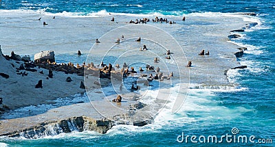 Rookeries of sea lions Stock Photo