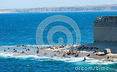 Rookeries of sea lions Stock Photo