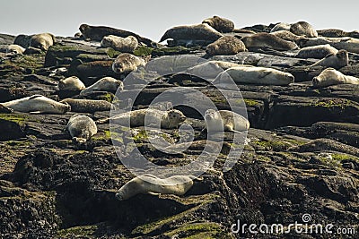 Rookery of Harbor Seals resting on a rocky shore Stock Photo