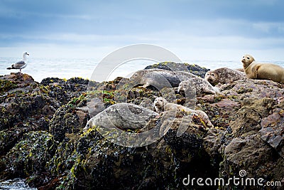 A rookery of seals Stock Photo
