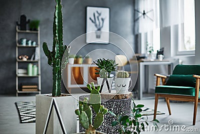 Room with cacti decorations Stock Photo