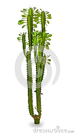 Room flowers, cactus Stock Photo