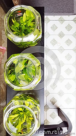 The room was very comfortable with aquatic plant. Aquatic plant in glass jars. Stock Photo