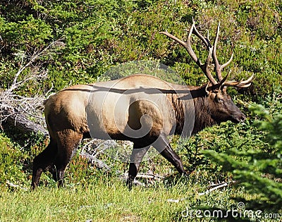 Roosevelt Bull Elk - King of the Sub-Alpines Stock Photo