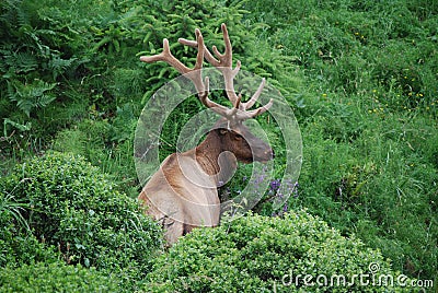 Roosevelt Elk Stock Photo