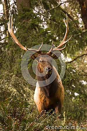 Roosevelt Elk Stock Photo