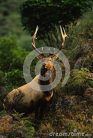 Roosevelt Elk Bull Stock Photo