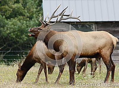 Roosevelt Elk Bull And Cows In Pasture Stock Photo