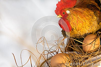 Roost and eggs Stock Photo