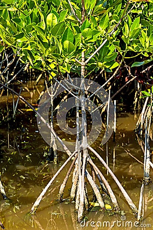 Roost and small tree mangrove Stock Photo
