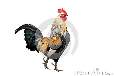 Rooster Stock Photo